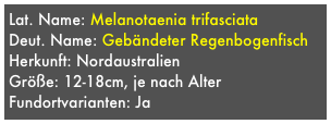 Lat. Name: Melanotaenia trifasciata
Deut. Name: Gebändeter Regenbogenfisch
Herkunft: Nordaustralien
Größe: 12-18cm, je nach Alter
Fundortvarianten: Ja
