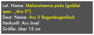 Lat. Name: Melanotaenia picta (goldiei spec. „Aru II“)
Deut. Name: Aru II Regenbogenfisch
Herkunft: Aru Insel
Größe: über 15 cm
Fundortvarianten: Nein