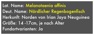 Lat. Name: Melanotaenia affinis 
Deut. Name: Nördlicher Regenbogenfisch
Herkunft: Norden von Irian Jaya Neuguinea
Größe: 14 -17cm, je nach Alter
Fundortvarianten: Ja
